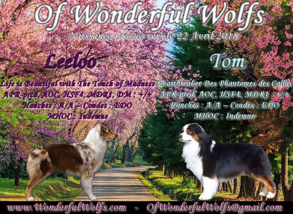 Of Wonderful Wolfs - Portée 2018 - Le mariage à porté ses fruits!