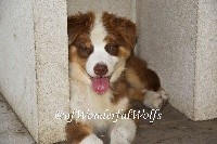 OWEN - Ohana Maui of Wonderful Wolfs