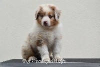 OLAF - Ohana Oahu of Wonderful Wolfs