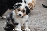 OUPS - Ohana Kahoolawe of Wonderful Wolfs